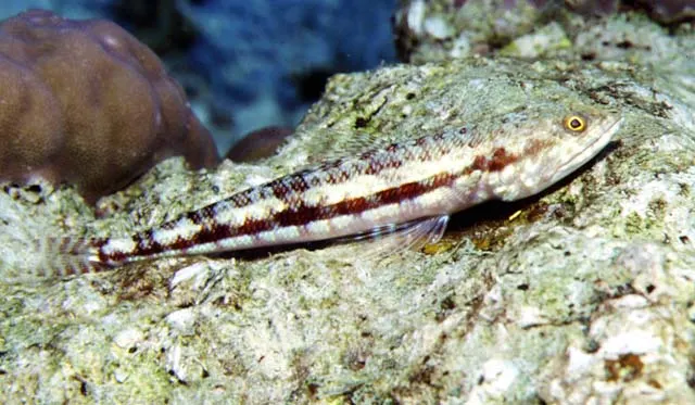 Variegated lizardfish