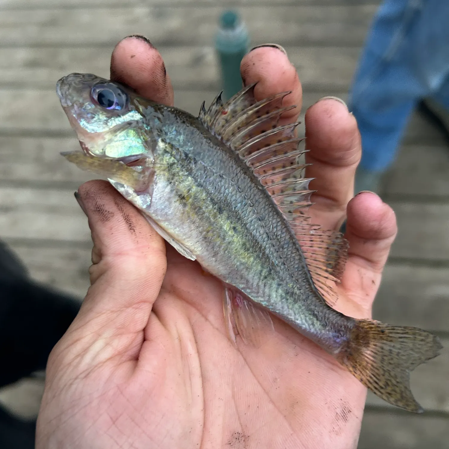 Eurasian ruffe caught on Fishbrain