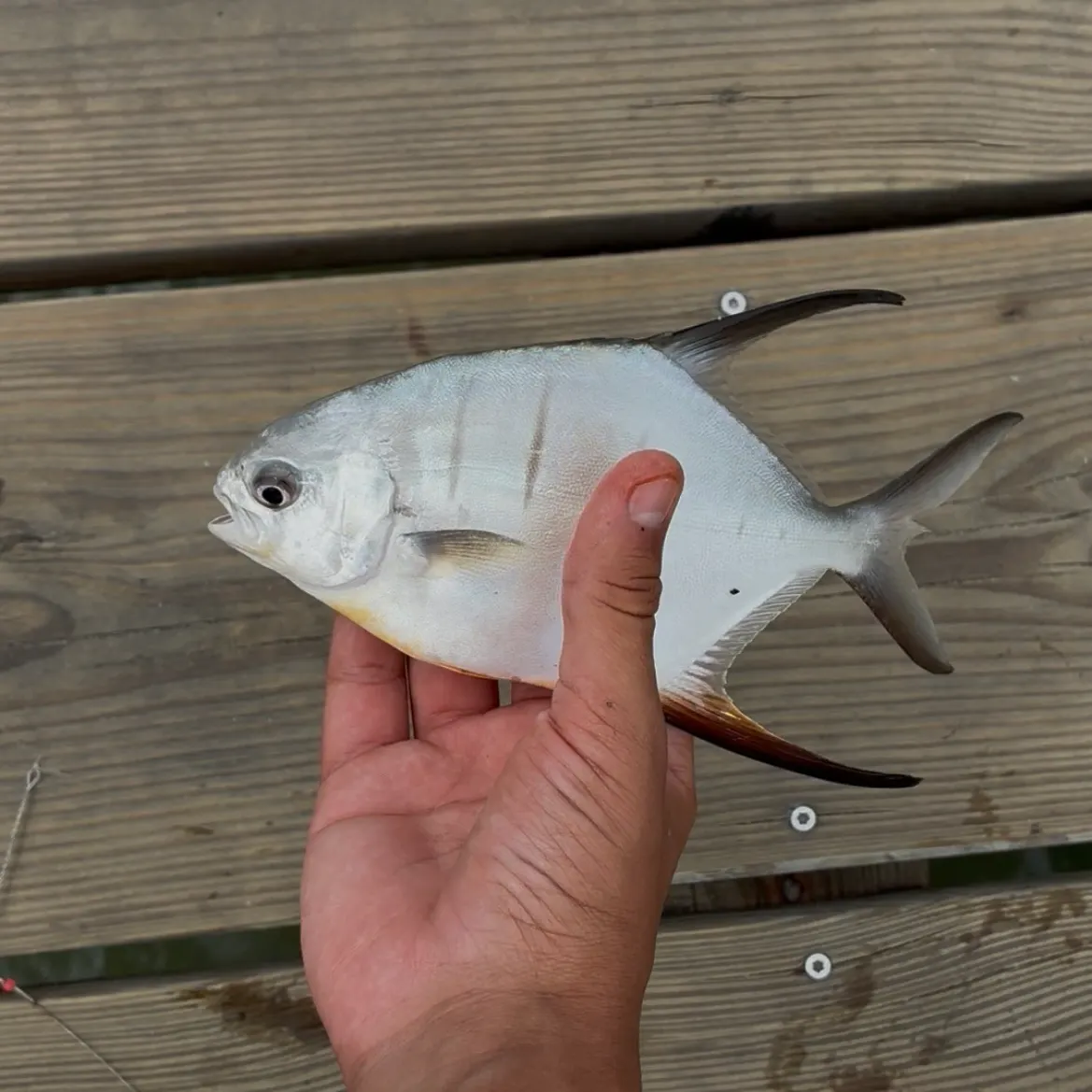Permit caught on Fishbrain
