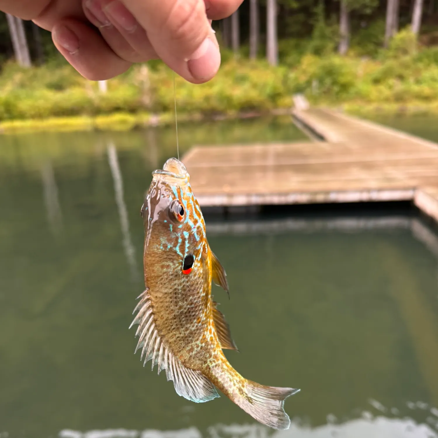 Pumpkinseed caught on Fishbrain