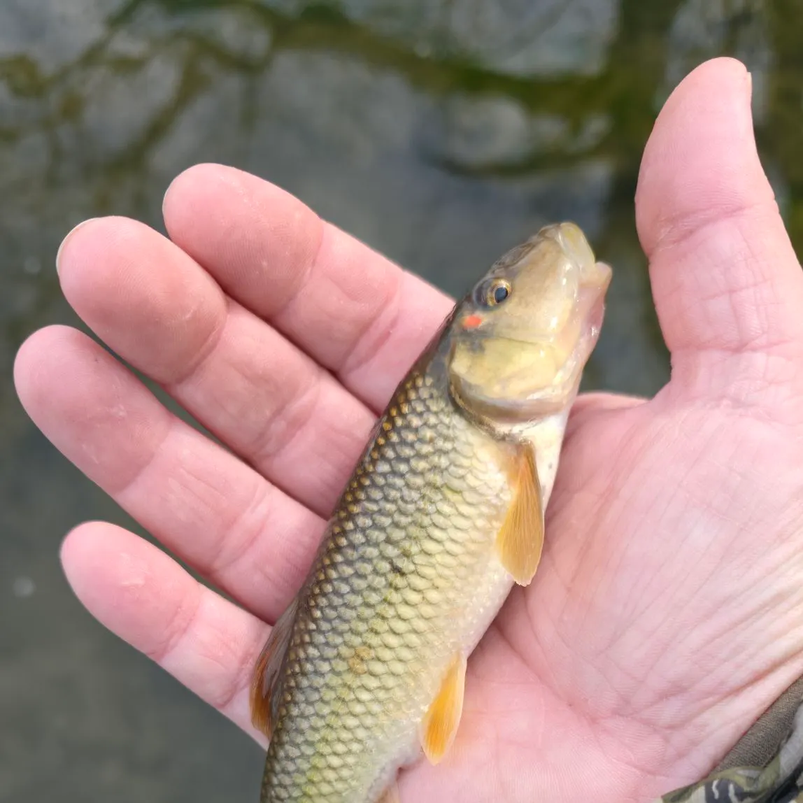 The most recent Hornyhead chub catches on Fishbrain