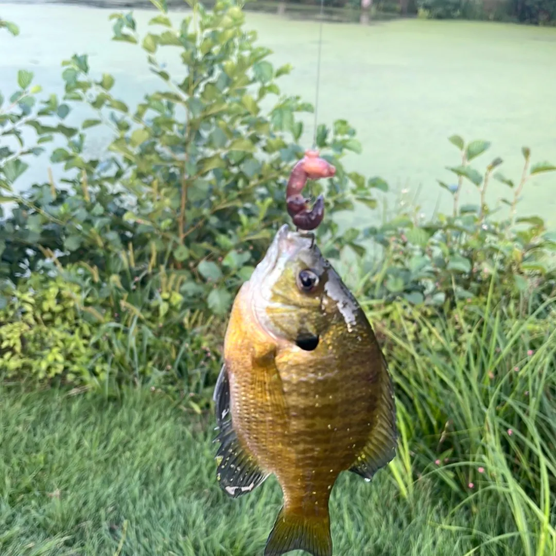 Bluegill caught on Fishbrain