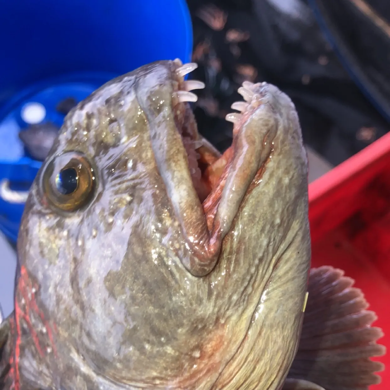 The most recent Atlantic wolffish catches on Fishbrain