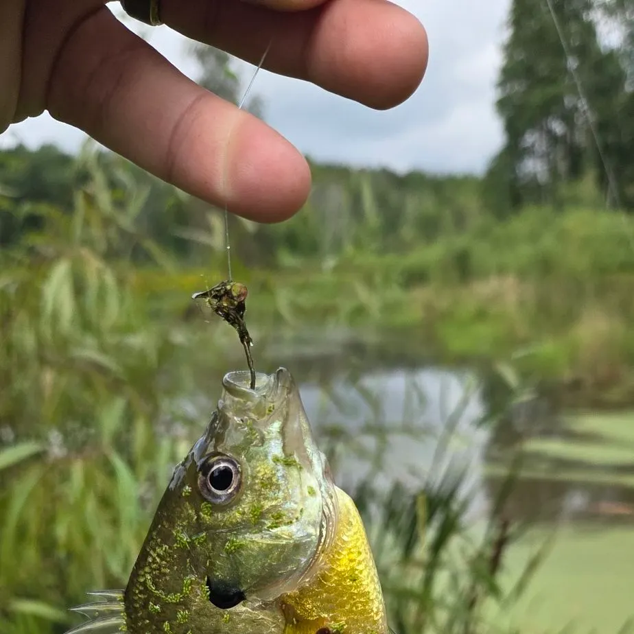 Bluegill caught on Fishbrain