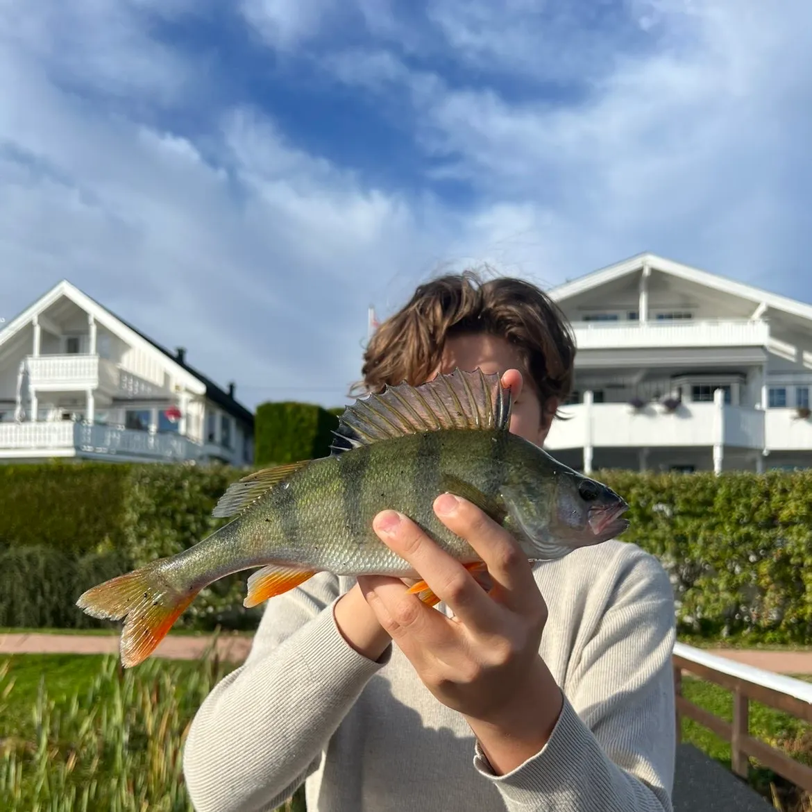 European perch caught on Fishbrain