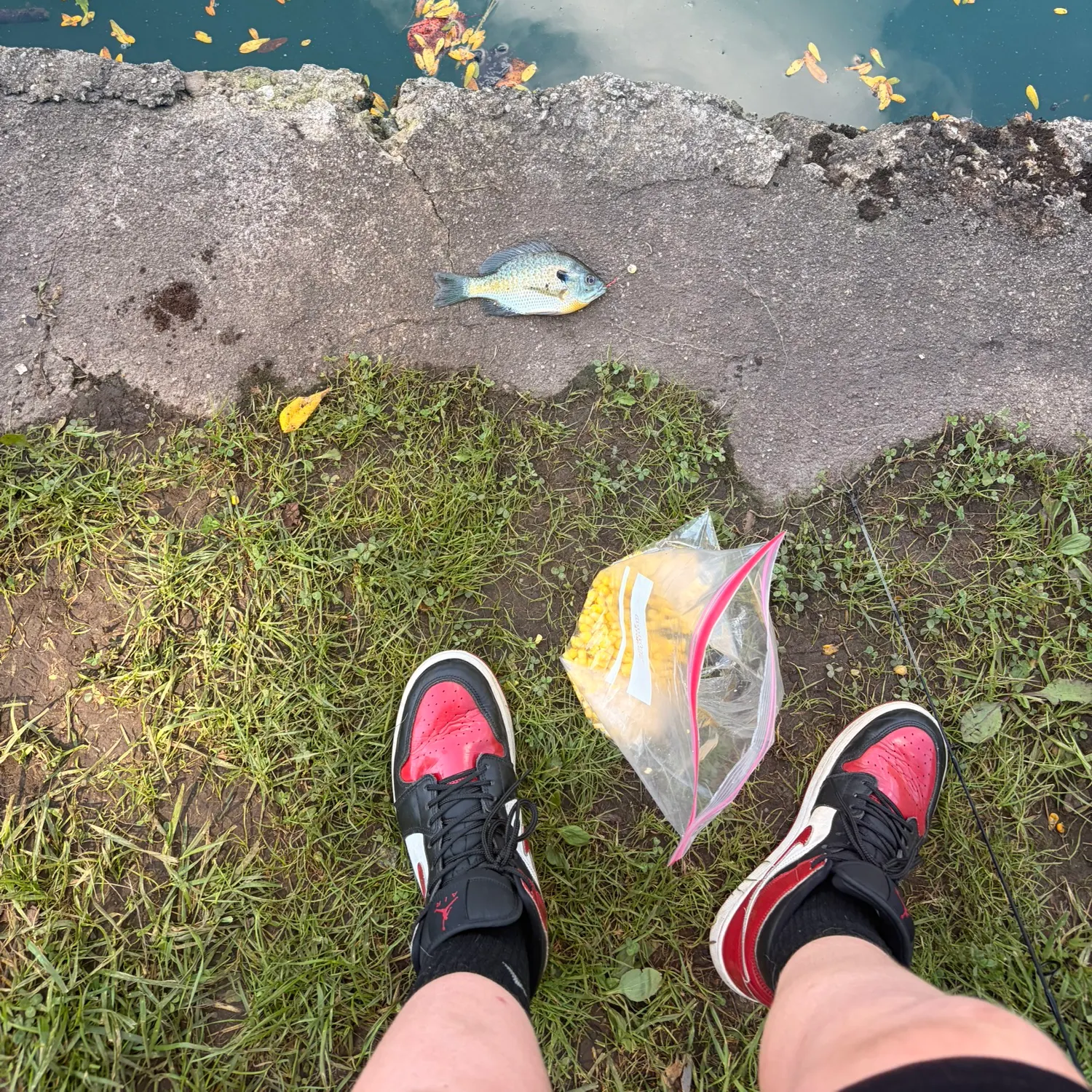Bluegill caught on Fishbrain