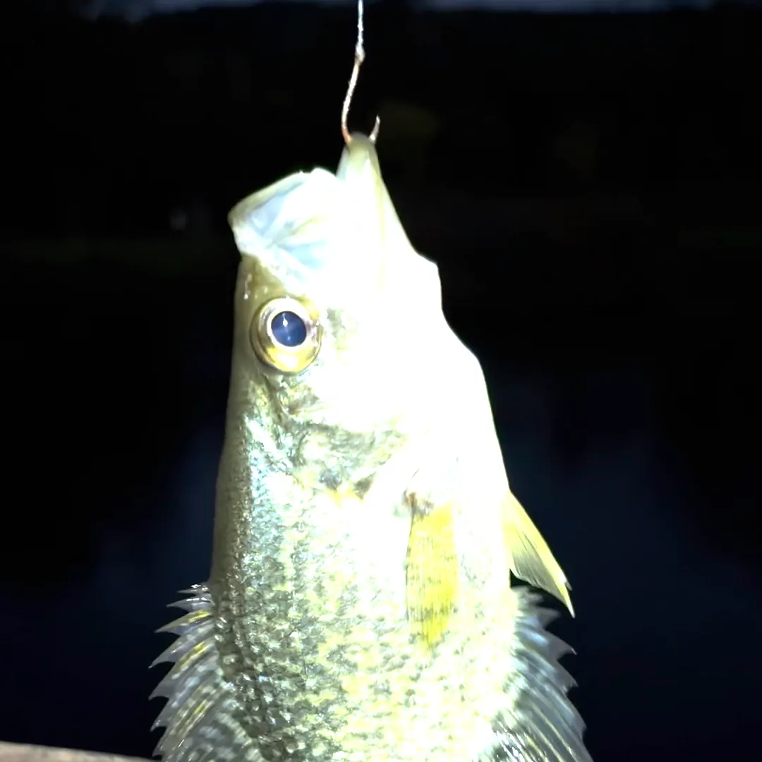 Black crappie caught on Fishbrain