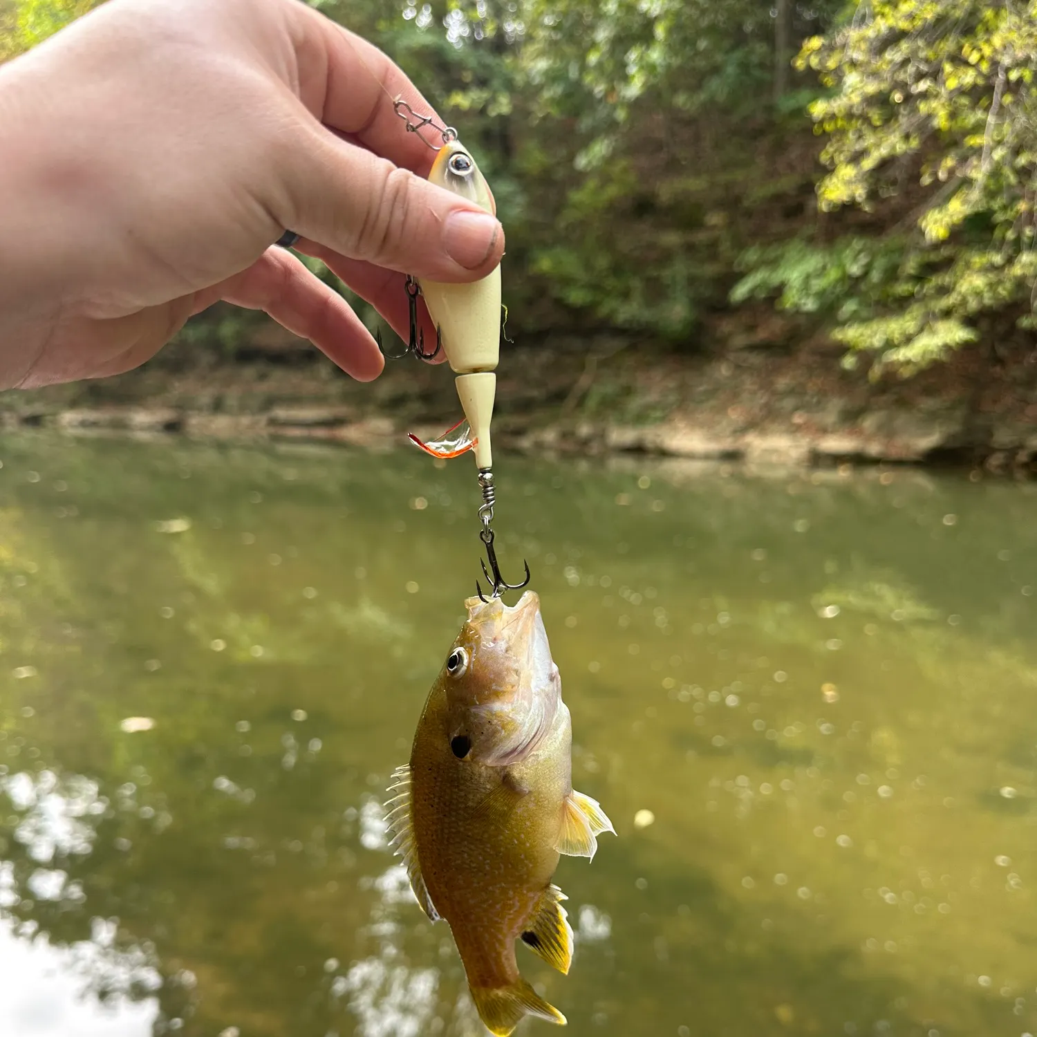 Green sunfish caught on Fishbrain