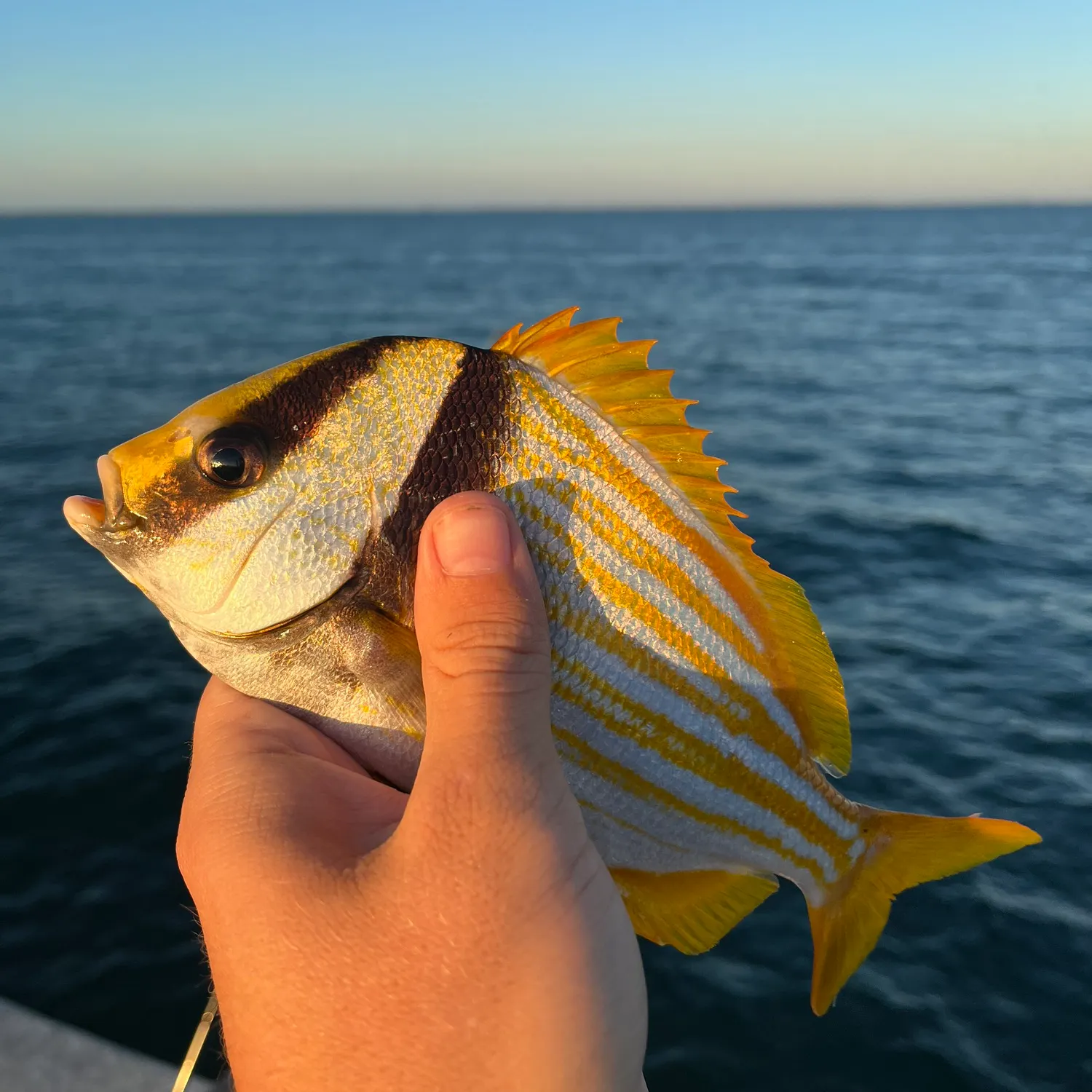 The most recent Atlantic porkfish catches on Fishbrain