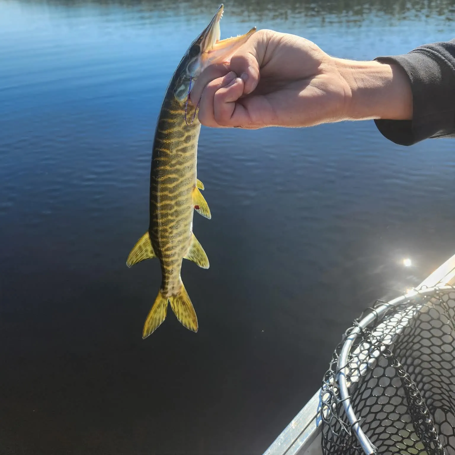 Muskie caught on Fishbrain