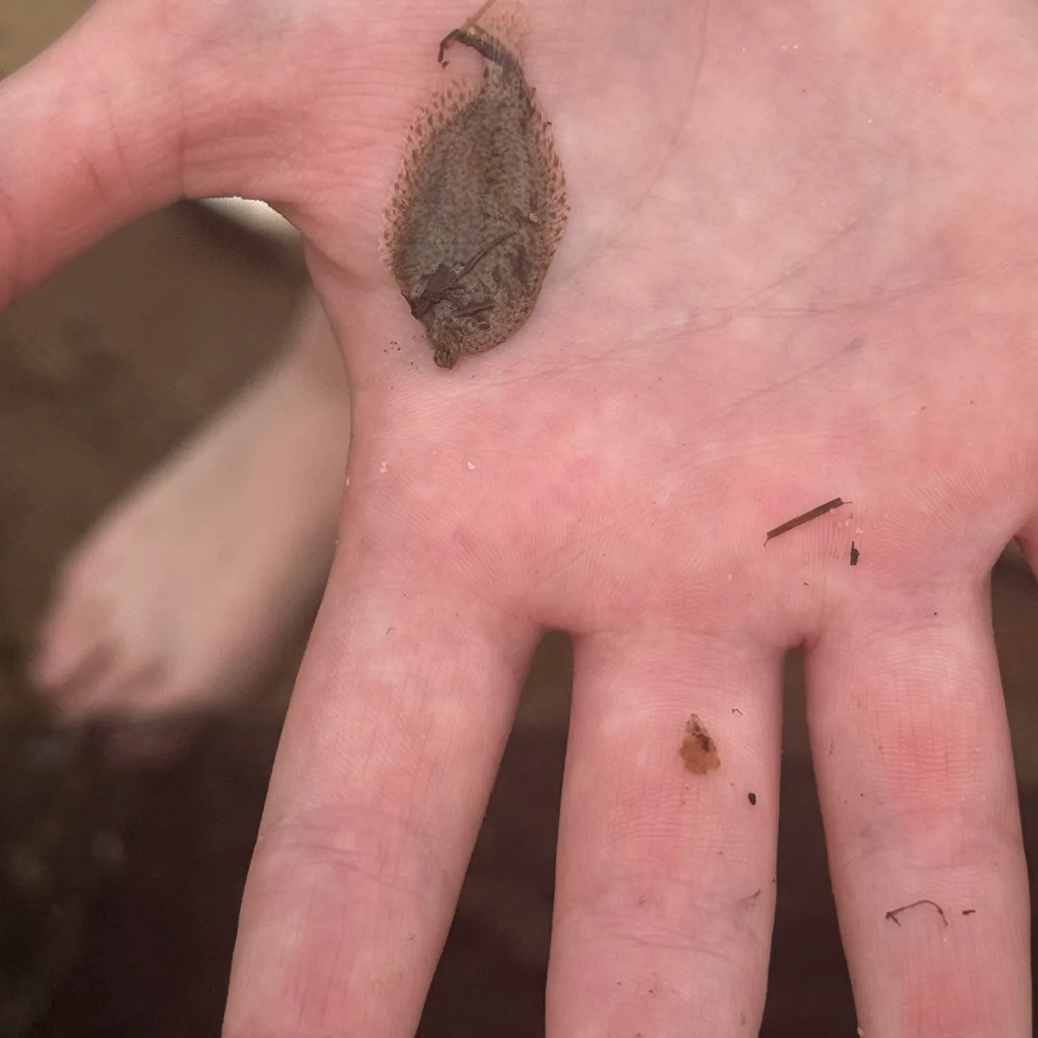 Winter flounder caught on Fishbrain