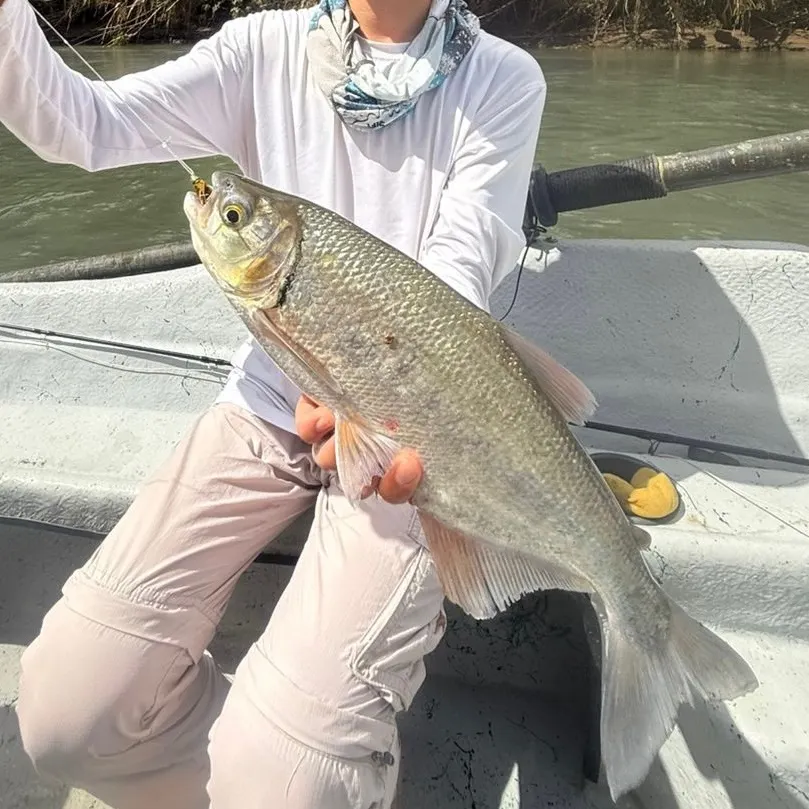 The most recent Machaca catches on Fishbrain