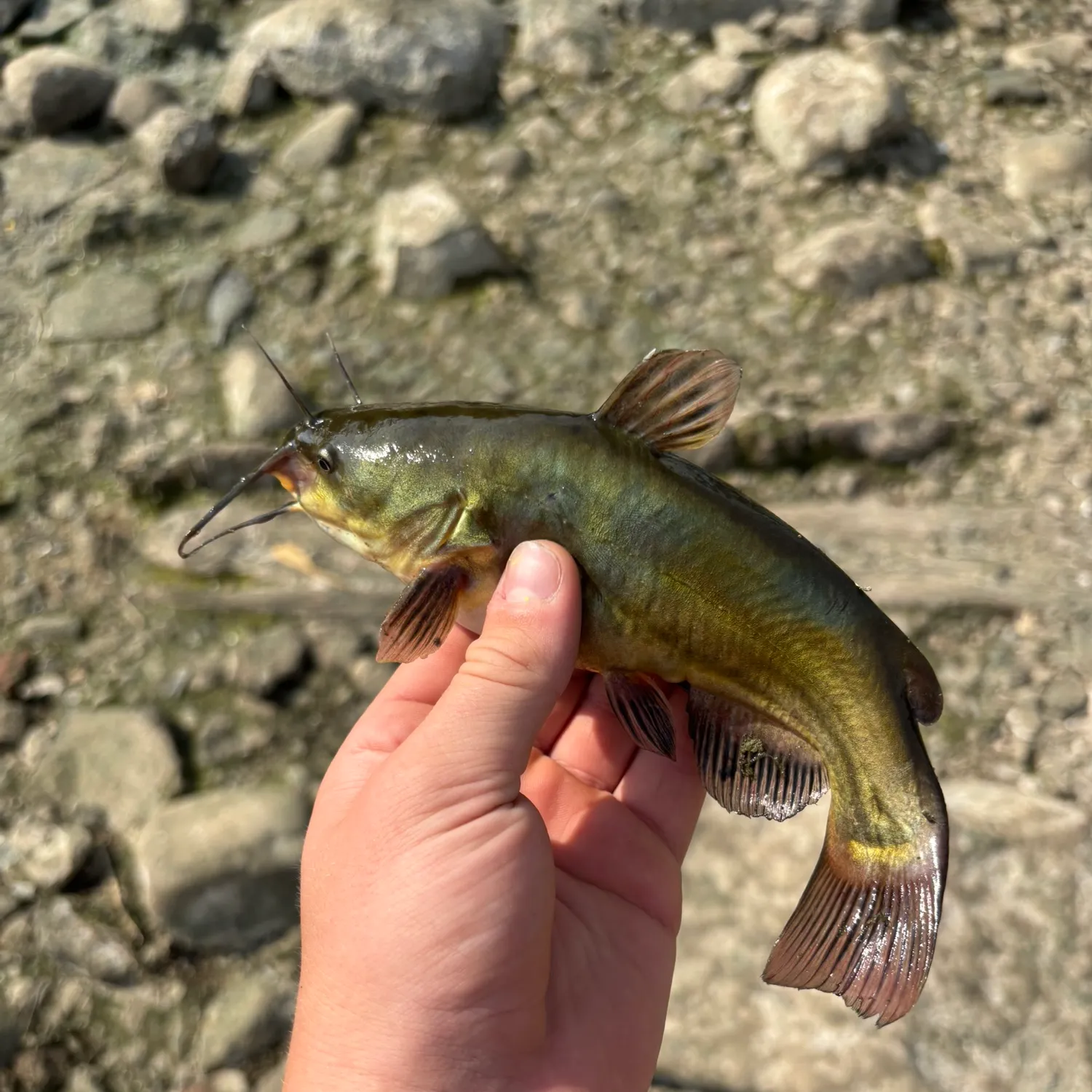 Yellow bullhead caught on Fishbrain