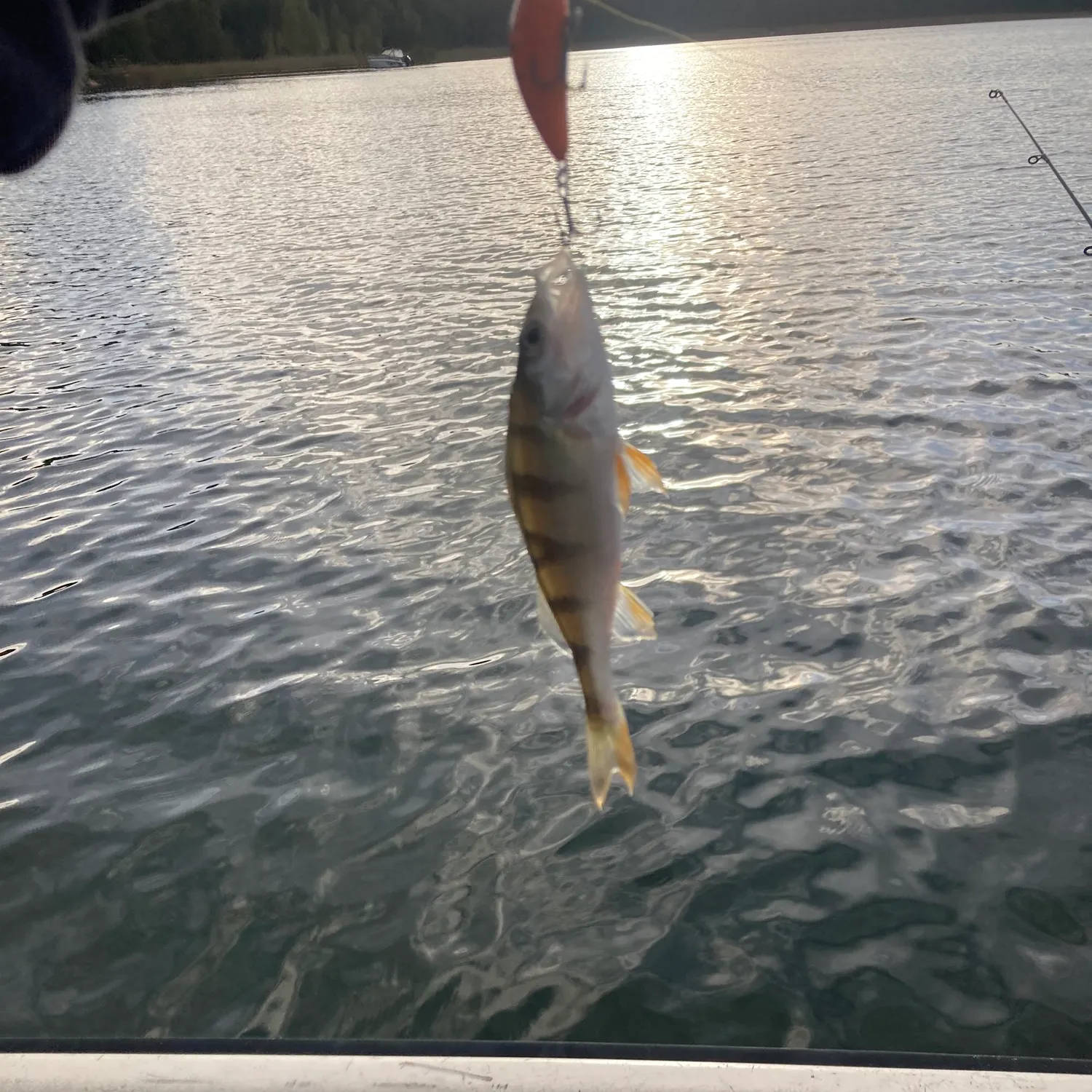 European perch caught on Fishbrain