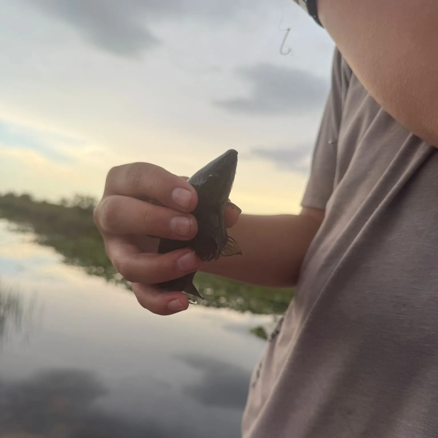 The most recent Brown Hoplo catches on Fishbrain