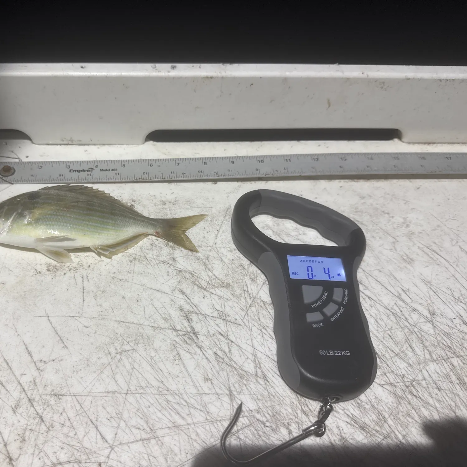 recently logged catches