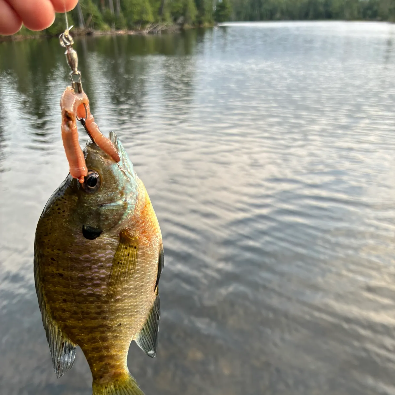 Bluegill caught on Fishbrain