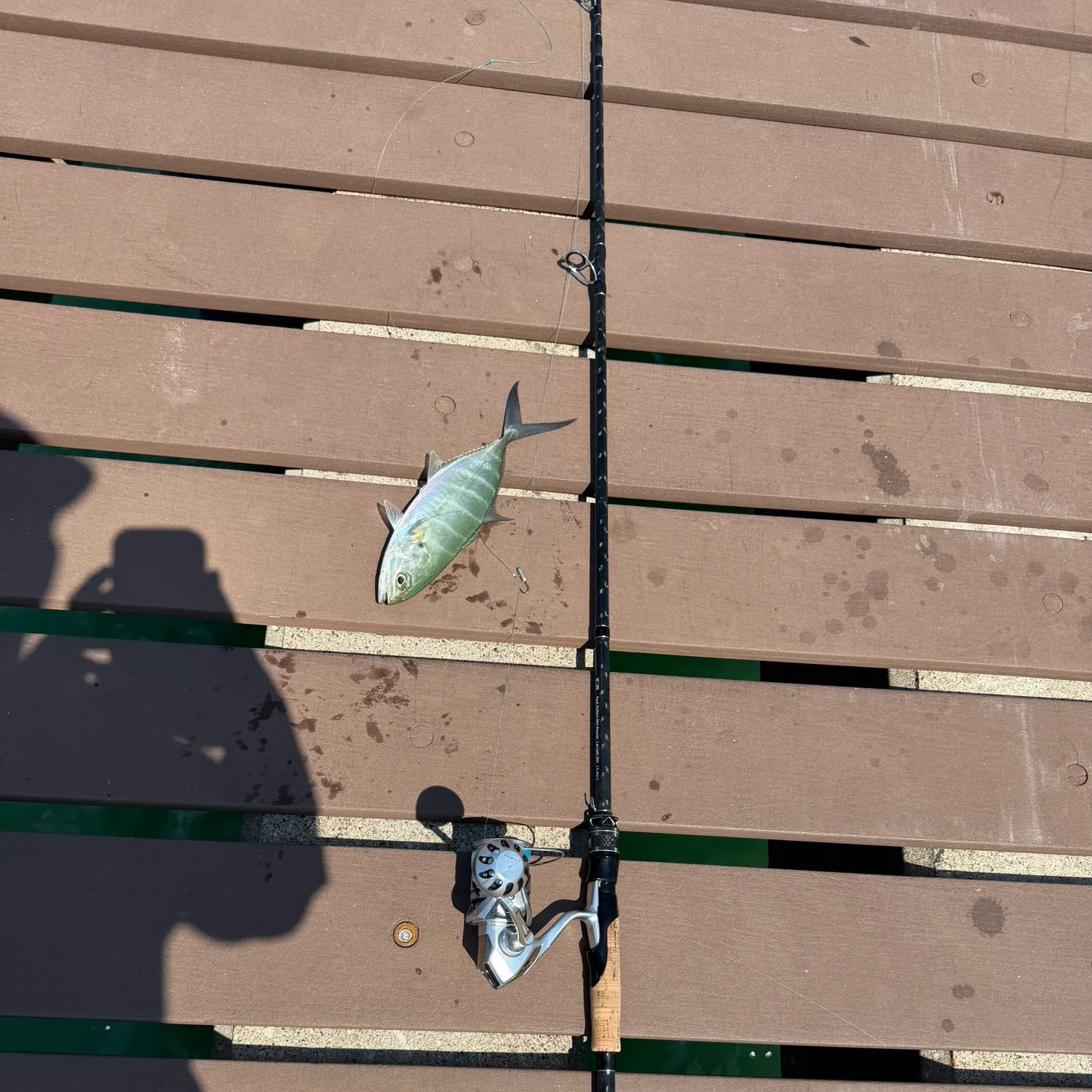 Green jack caught on Fishbrain