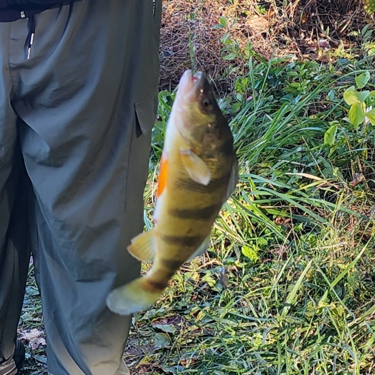 Yellow perch caught on Fishbrain