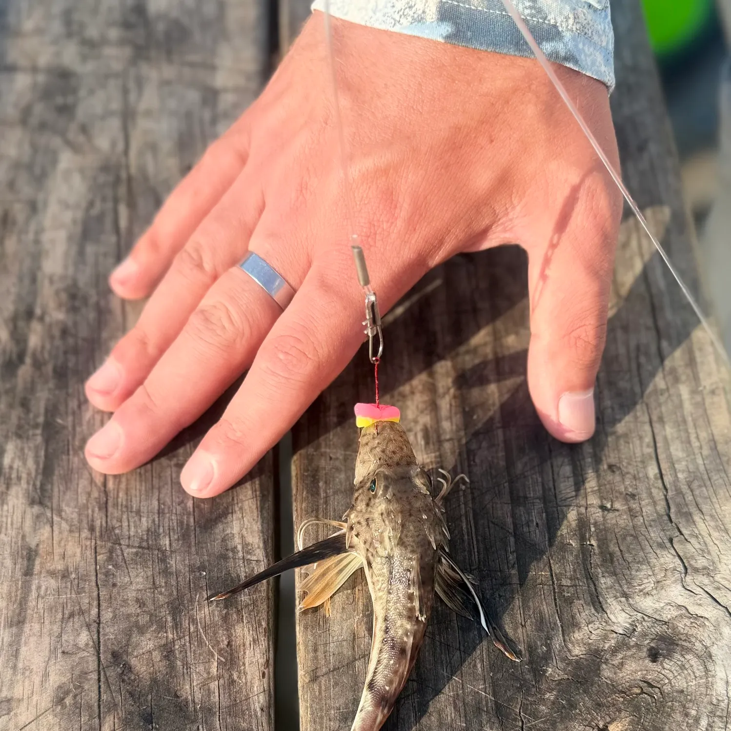 recently logged catches