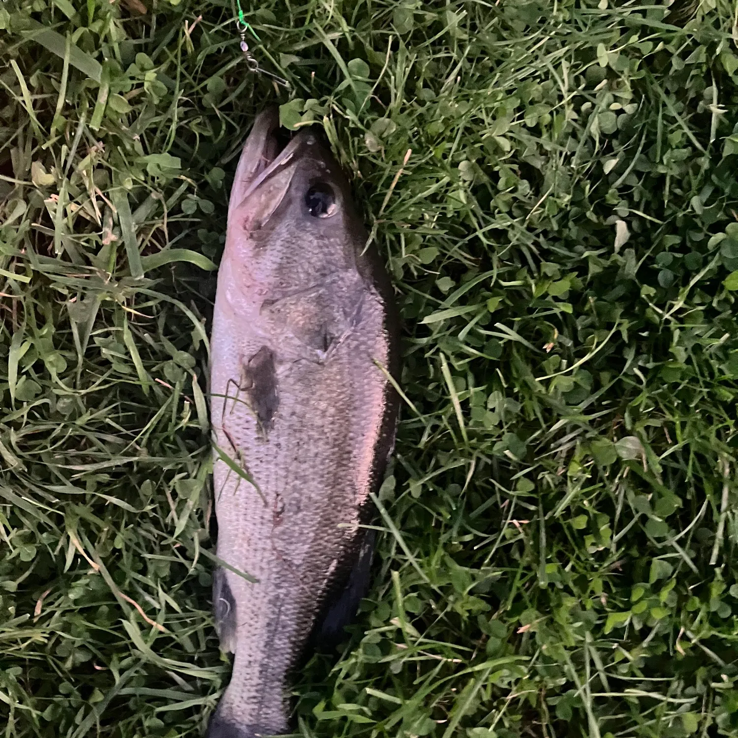 Fish caught on Fishbrain