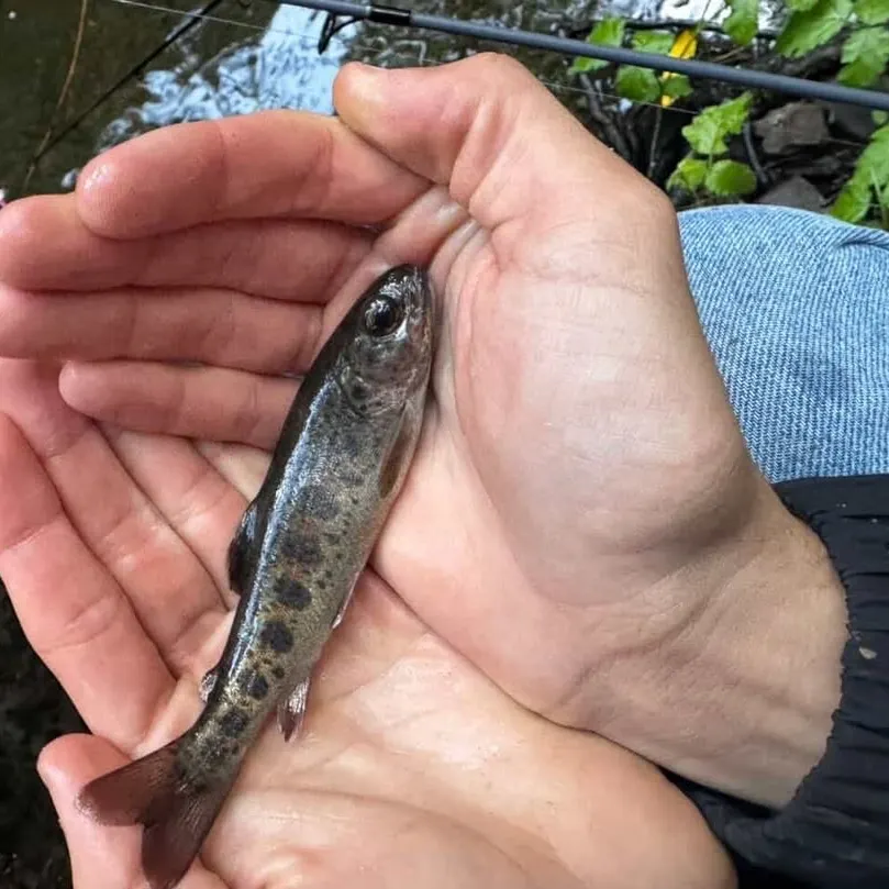 The most recent Coastal rainbow trout catches on Fishbrain