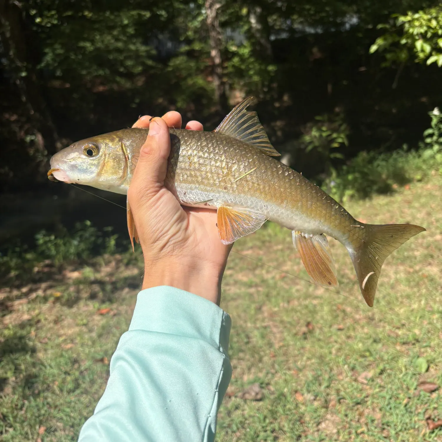 Black redhorse caught on Fishbrain