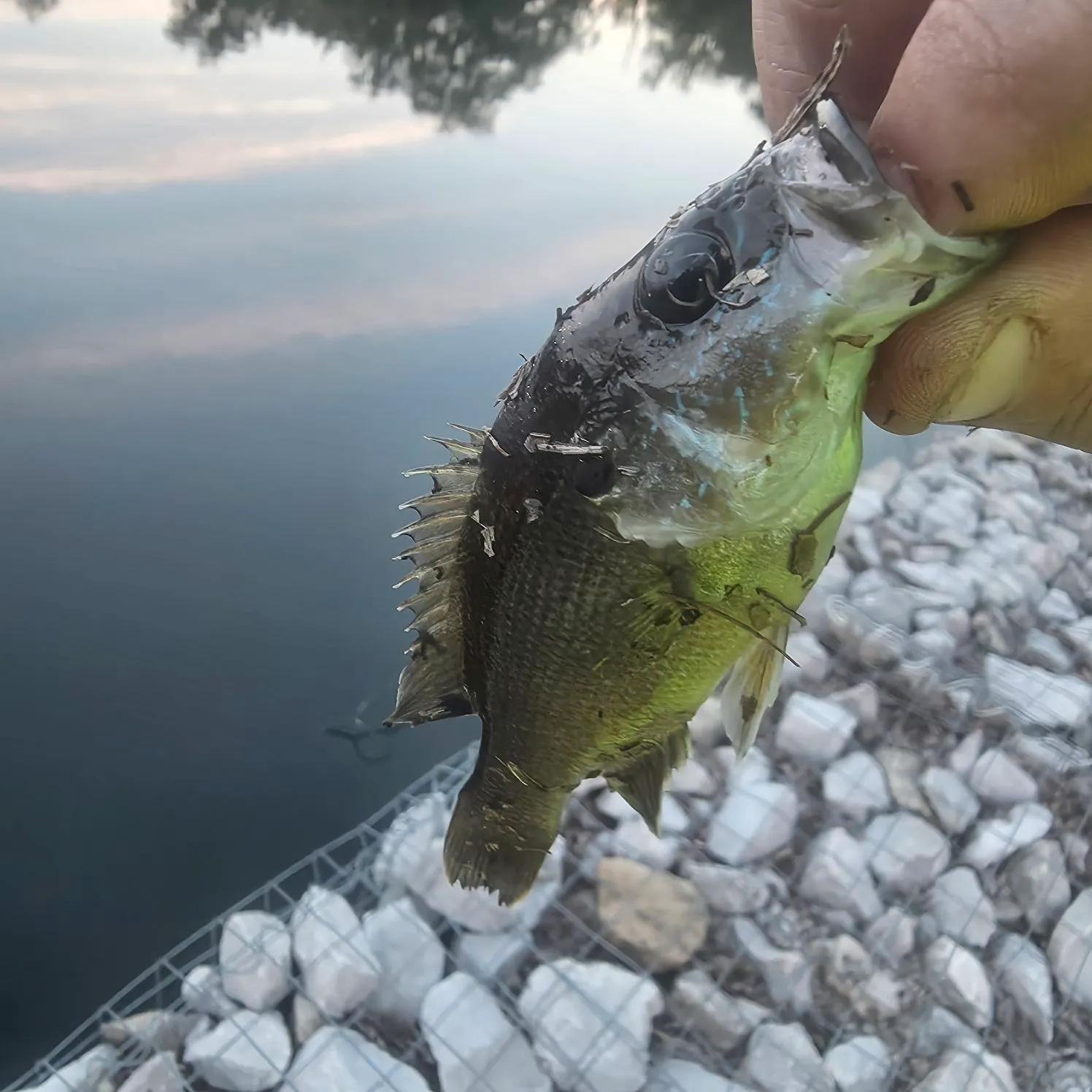 Green sunfish caught on Fishbrain