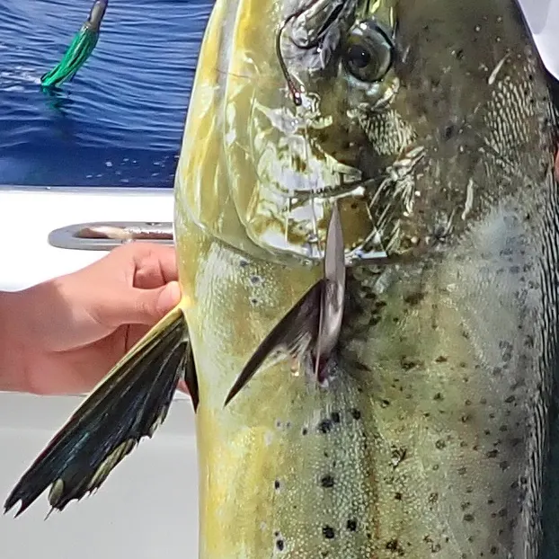 The most recent Common dolphinfish catches on Fishbrain
