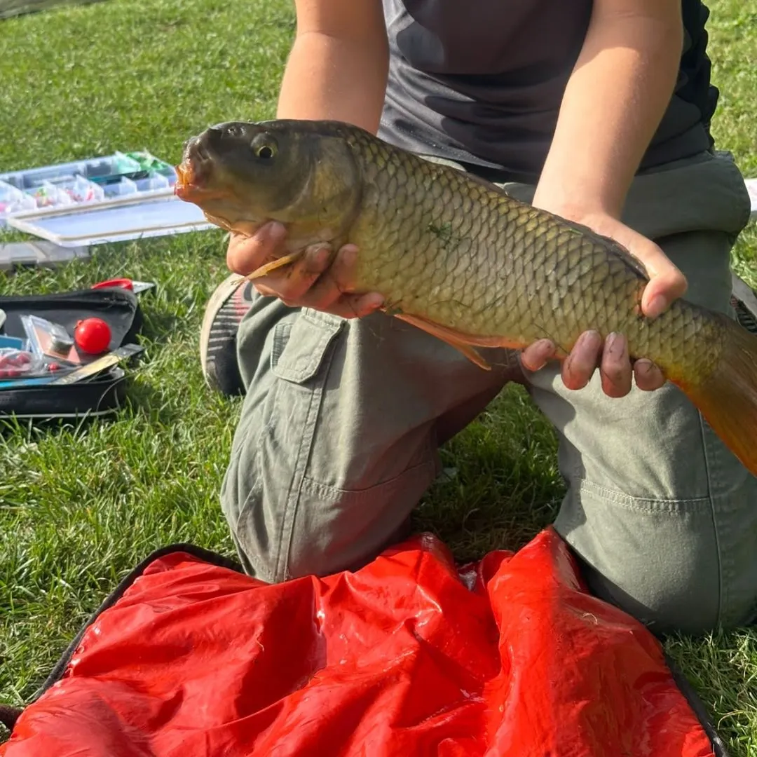 Common carp caught on Fishbrain
