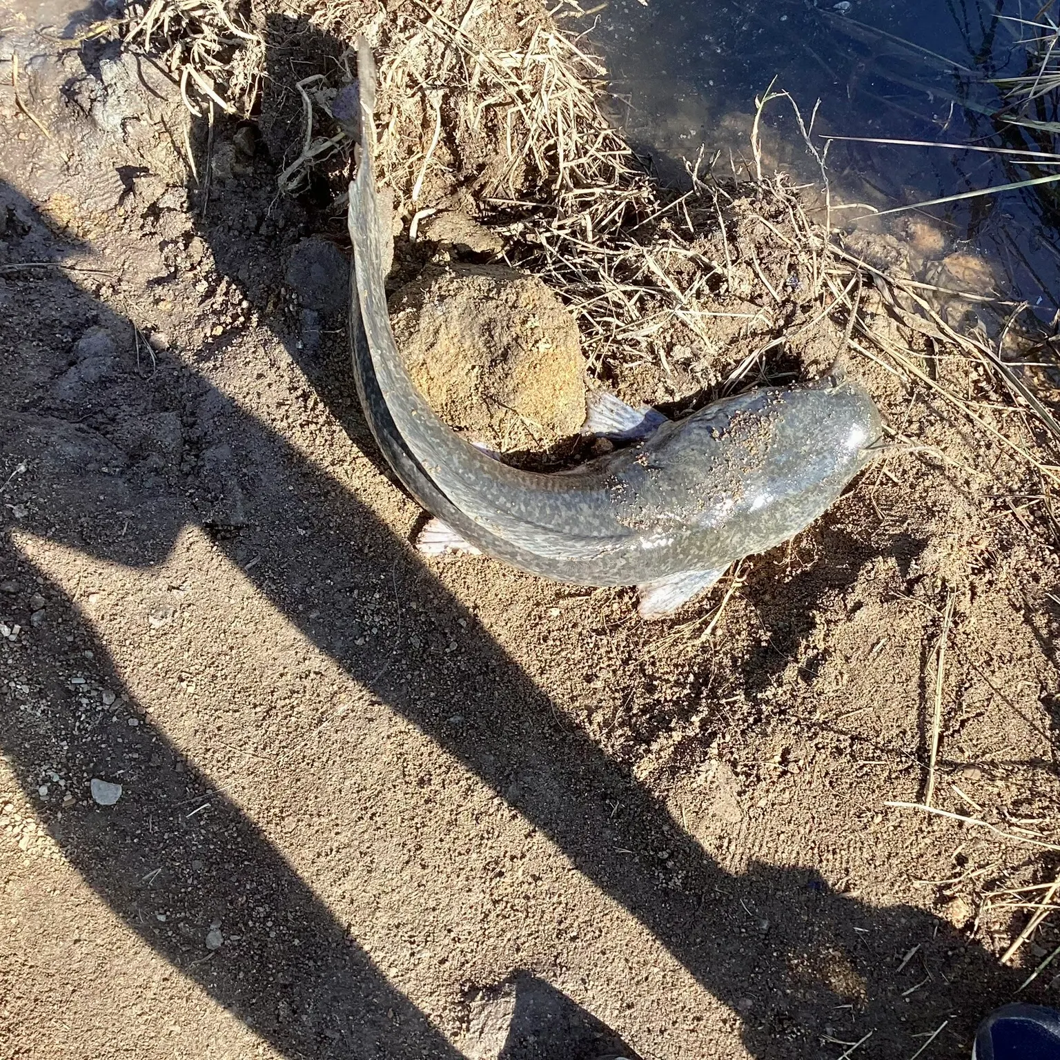 North African catfish caught on Fishbrain