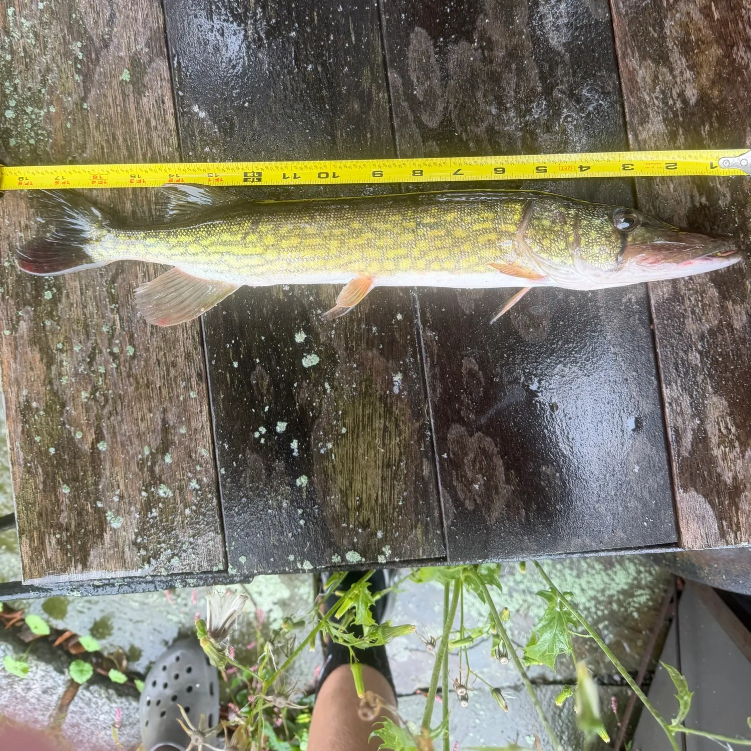 Chain pickerel caught on Fishbrain