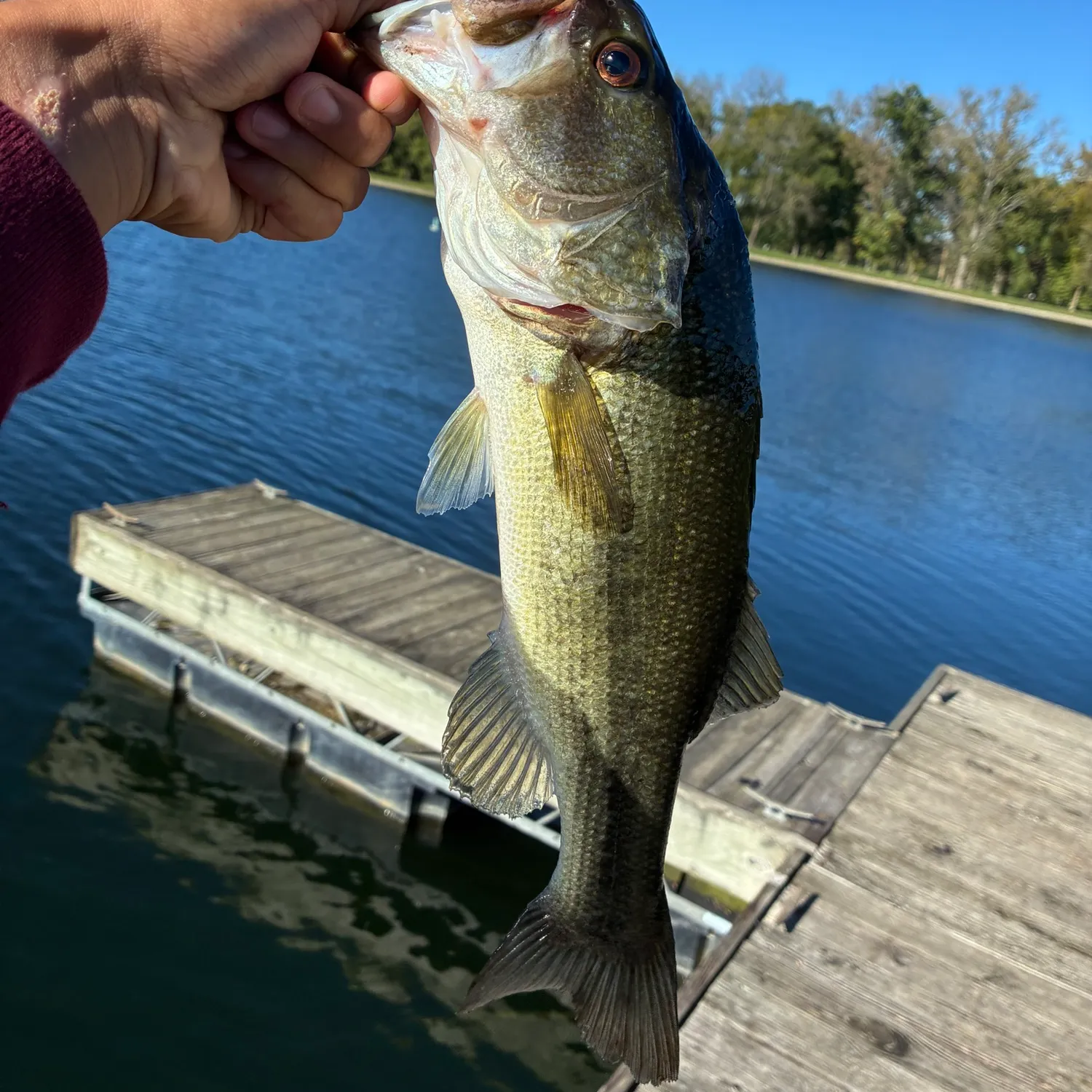 Largemouth bass caught on Fishbrain