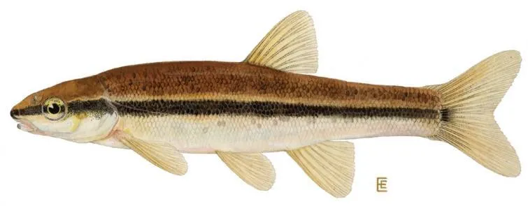 Baitfish