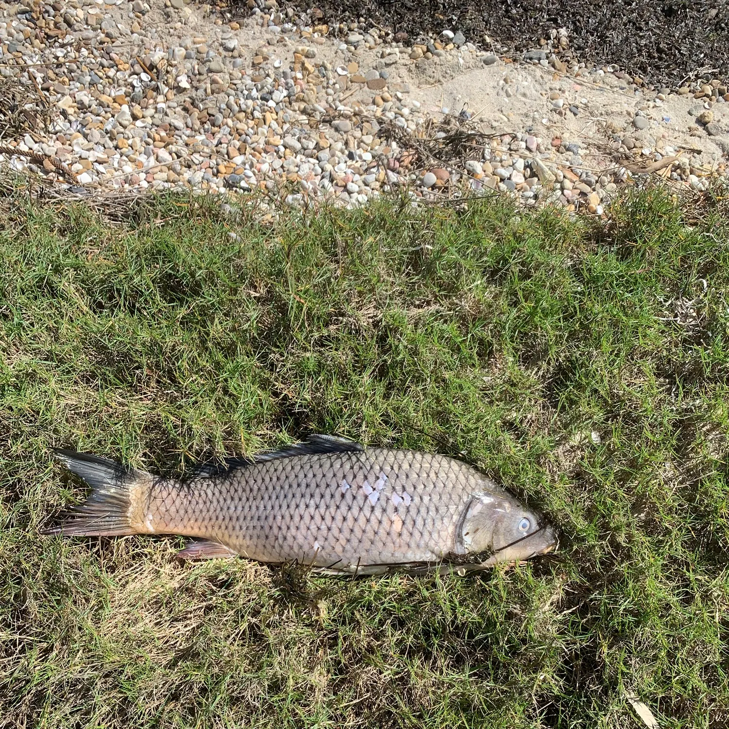Common carp caught on Fishbrain