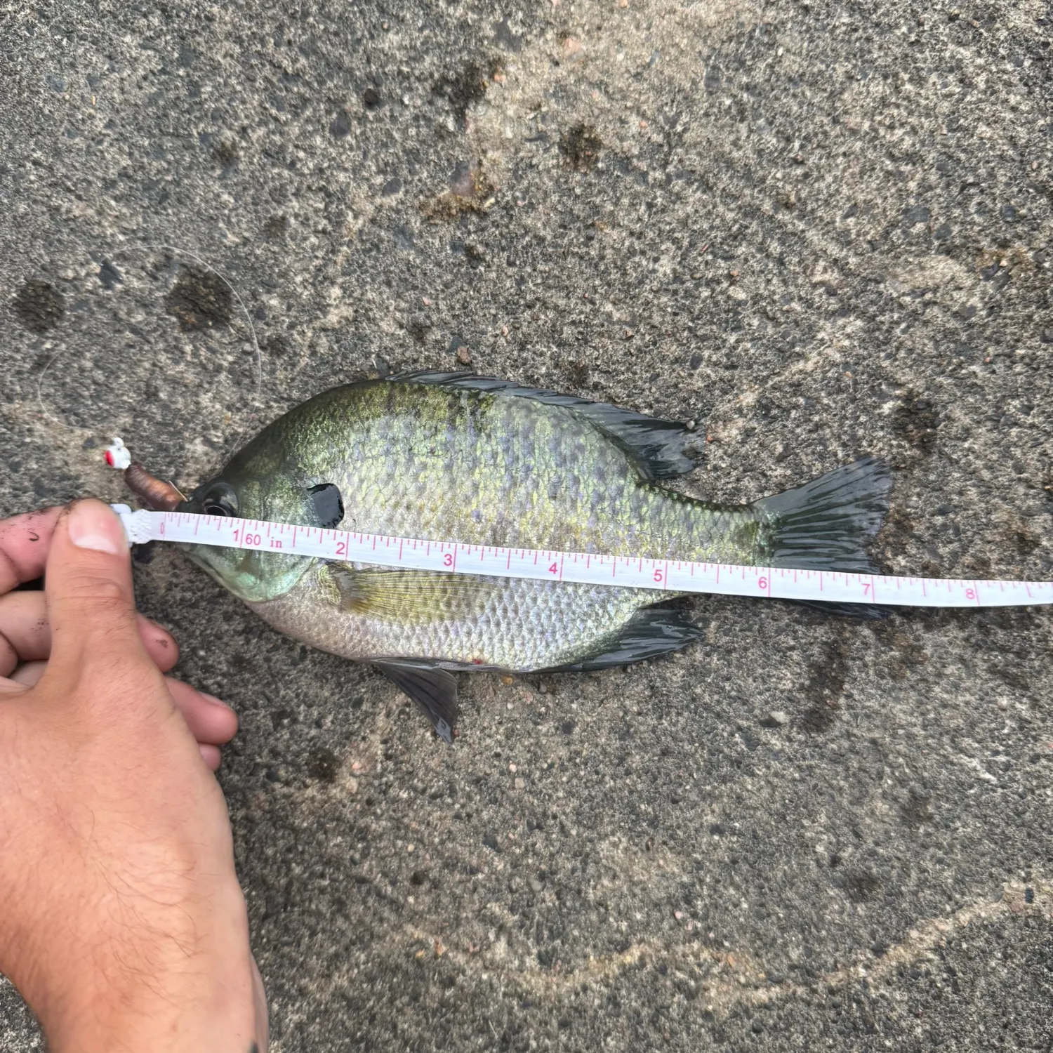 Bluegill caught on Fishbrain