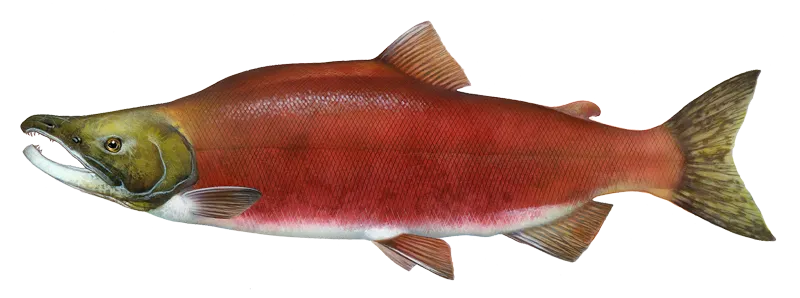 Sockeye salmon