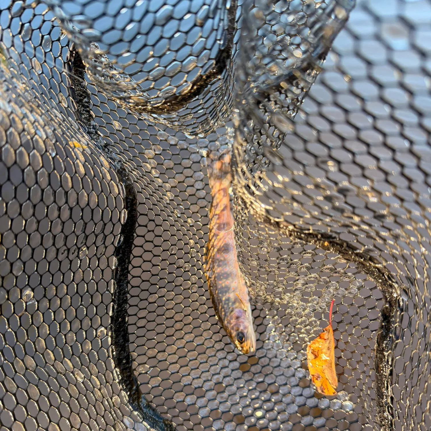 Brook trout caught on Fishbrain