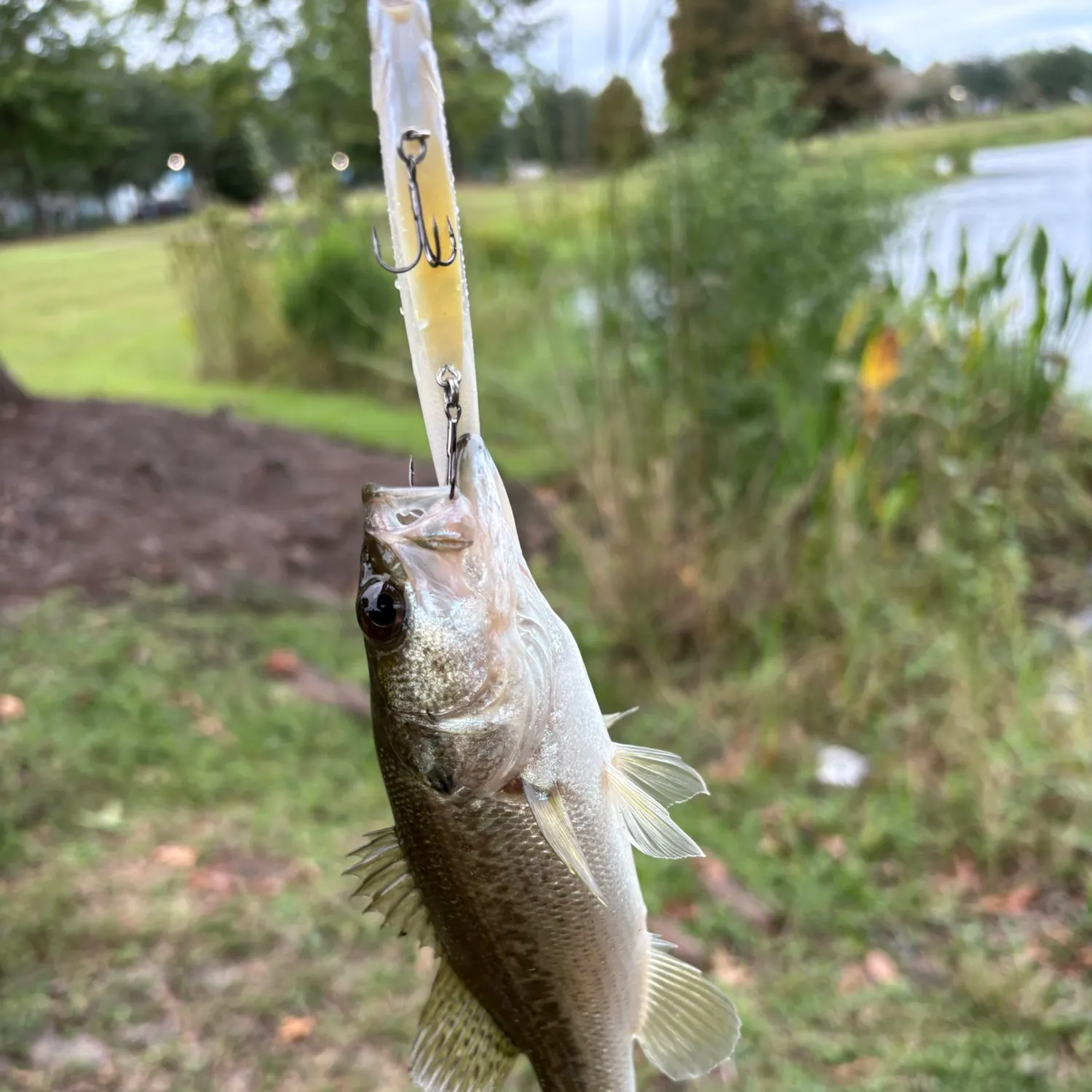 Largemouth bass caught on Fishbrain
