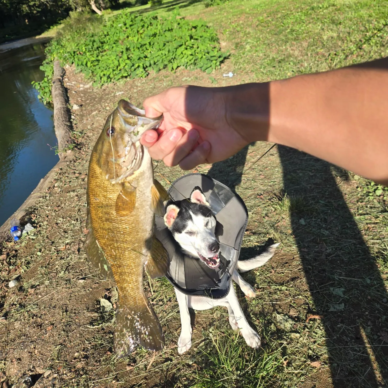 Smallmouth bass caught on Fishbrain
