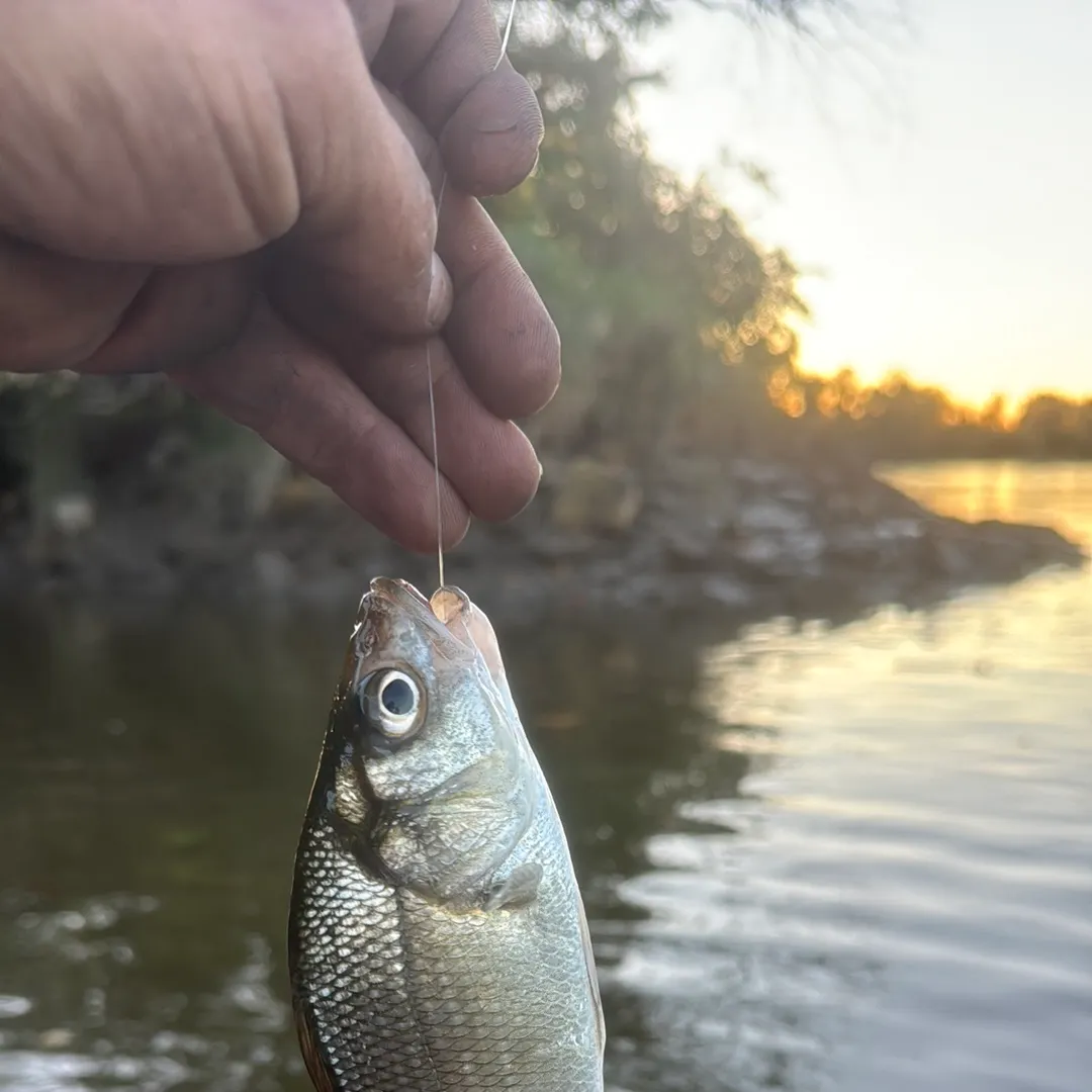 White perch caught on Fishbrain