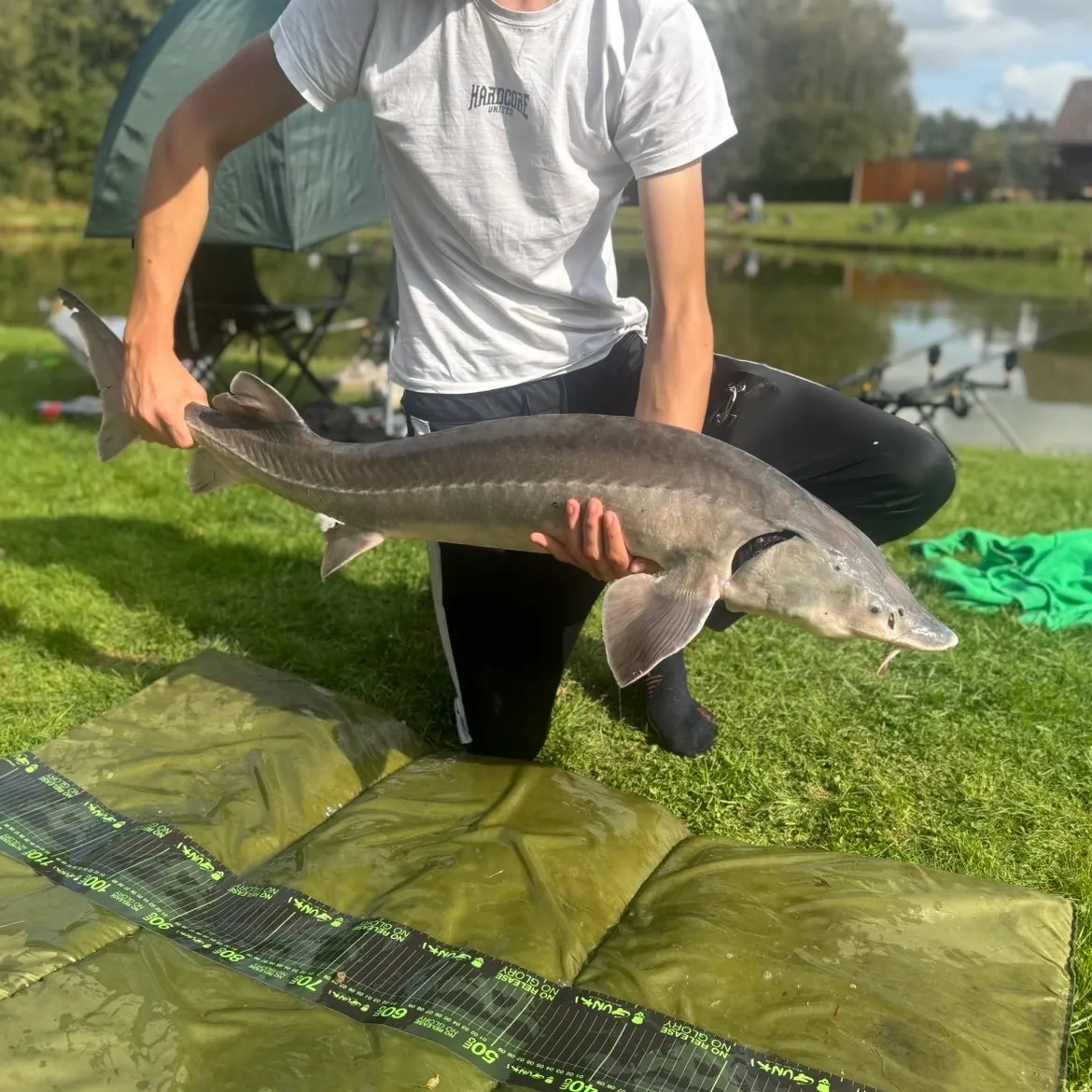 Siberian sturgeon caught on Fishbrain