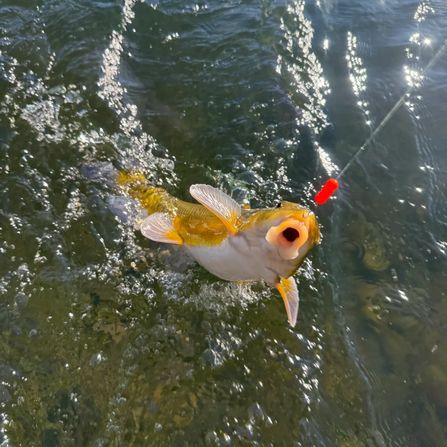 The most recent Sacramento sucker catches on Fishbrain