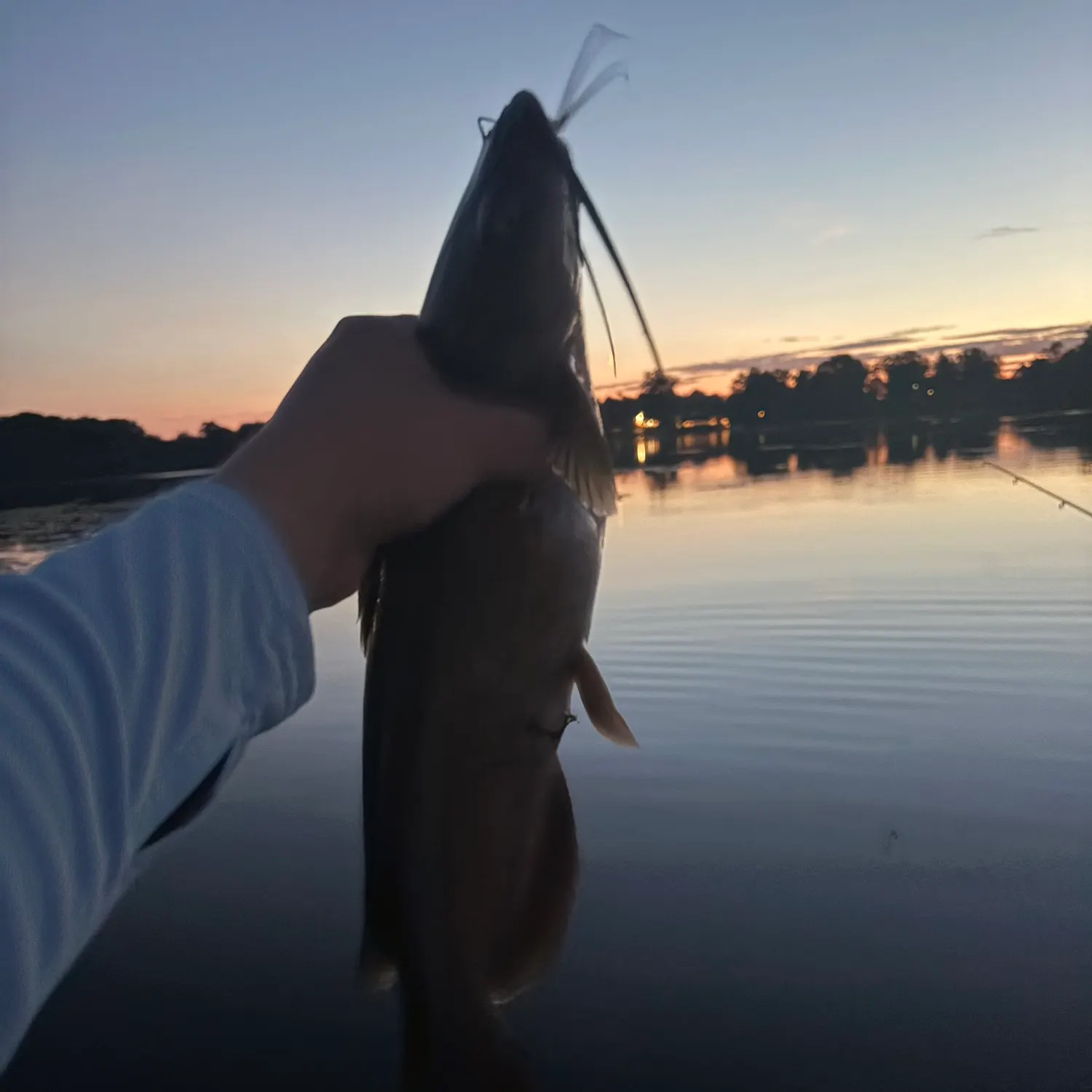 Channel catfish caught on Fishbrain