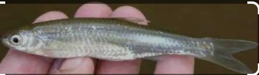Golden Shiner Chopped Baitfish