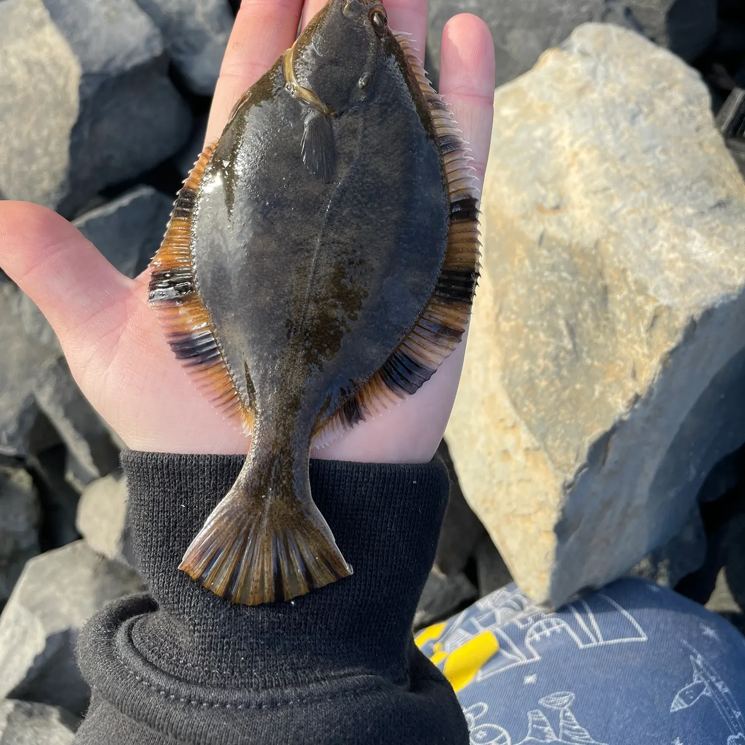 The most recent Starry flounder catches on Fishbrain