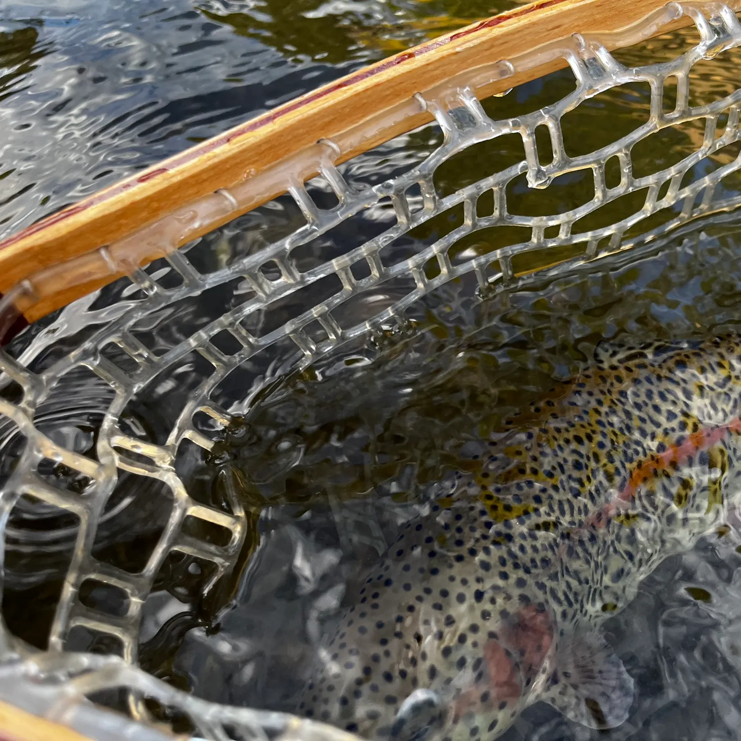 Rainbow trout caught on Fishbrain