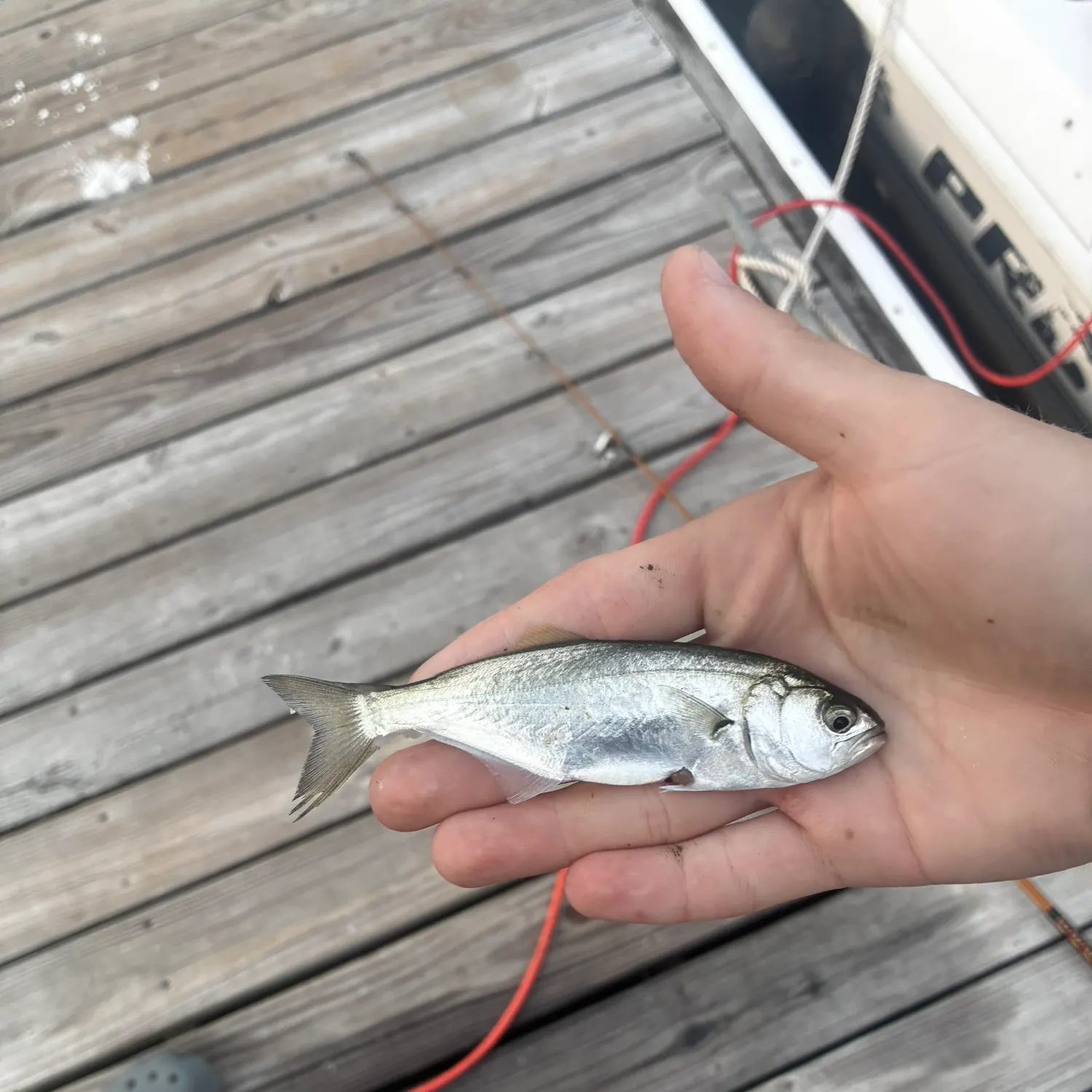 Bluefish caught on Fishbrain