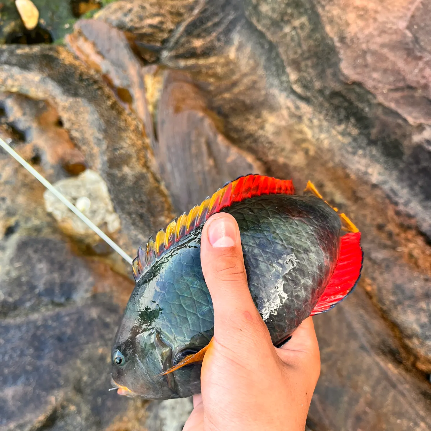 The most recent Crimsonbanded wrasse catches on Fishbrain