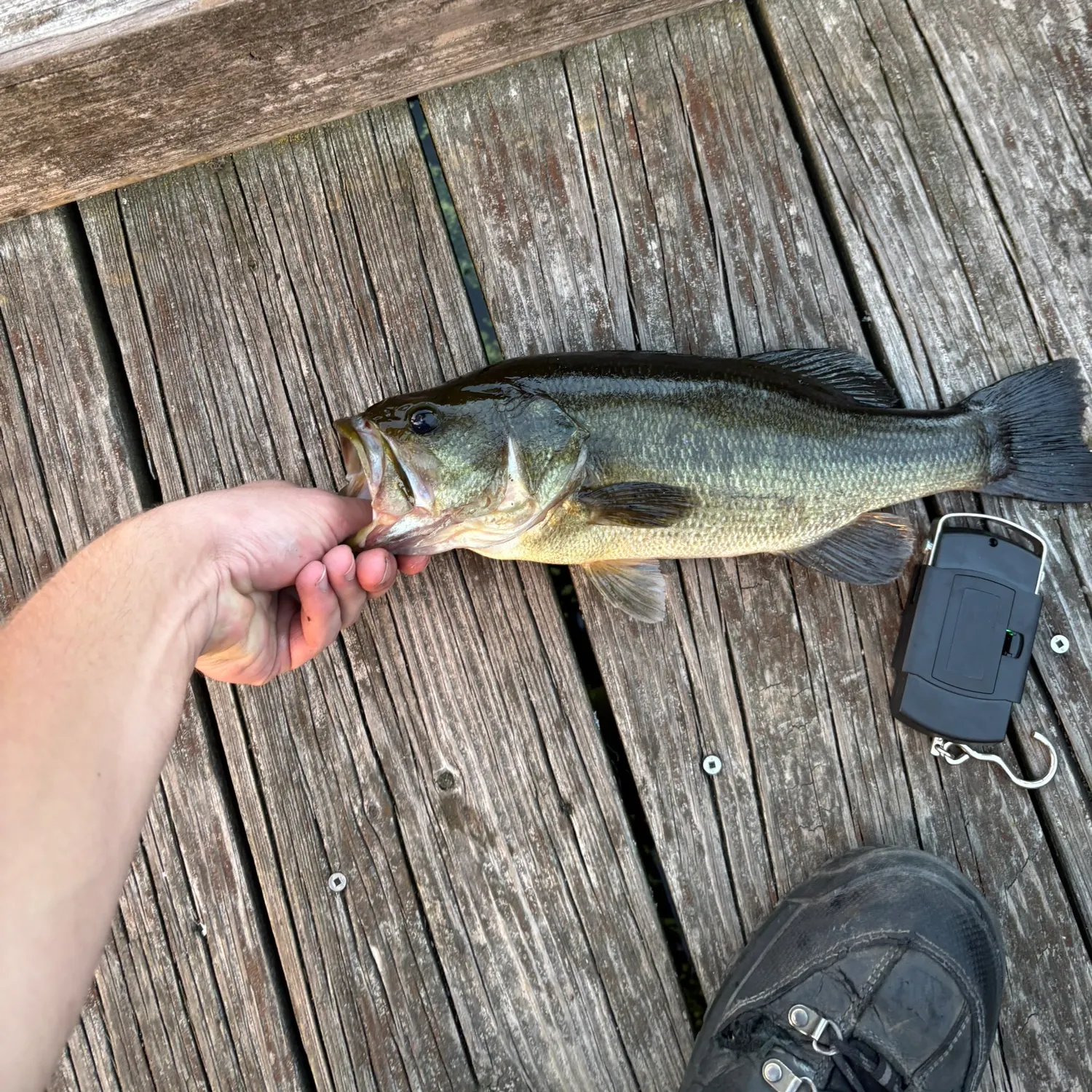 Largemouth bass caught on Fishbrain